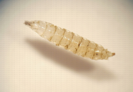 Larve de Drosophila suzukii 1